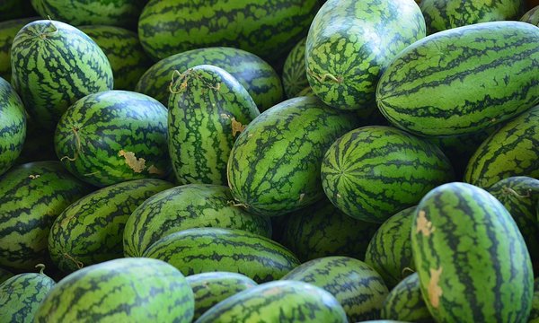 the watermelon fruit for sell and good for diet