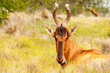 Red Hartebeest sitting in the field