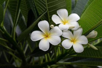 Beautiful plumeria flowers