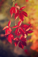 Wild grape red leaves, natural seasonal autumn vintage background