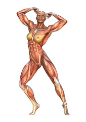 3D Rendering Muscle Maps