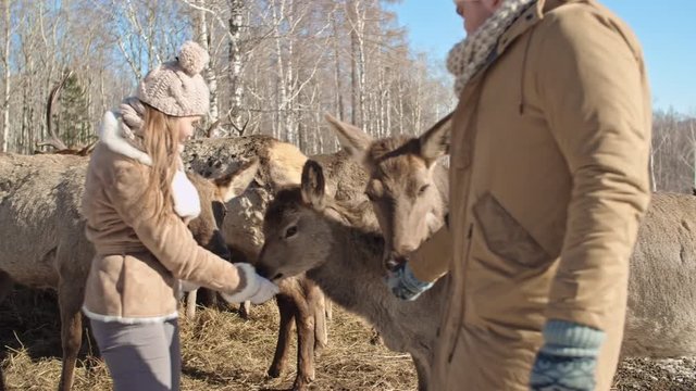 Tracking shot of man and woman in winter clothes feeding deer from hands at grazing place