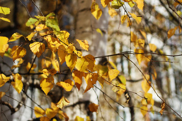 Yellow birch leaves. Photos in the Park, Sunny weather.