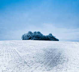 close-up of tree against blue sky