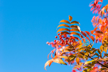 北海道庁旧本庁舎の秋