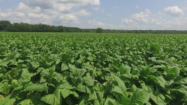 Aerial Shot of Green tobacco fields in North Carolina, USA