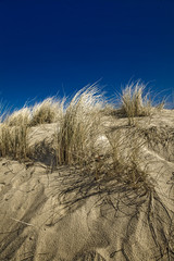 close-up of blue sky and tree on sand