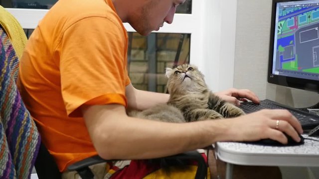 cat on a man's hand