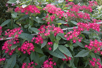 背景素材　ピンク色の小花