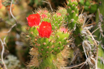 Nice green cactus with red blossom, deep colca canyon Peru