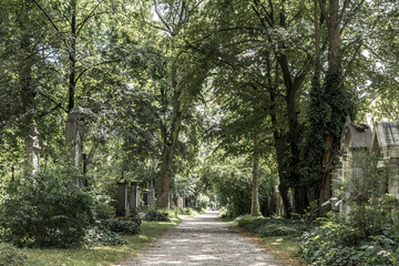 Bewachsene Allee in einem alten Friedhof