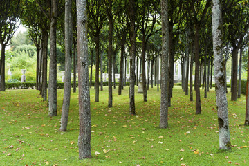 Fototapeta premium Pavlovsk, Quinconces from the lindens