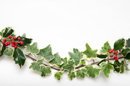 Festive sprig of holly and ivy leaves with berries isolated on a
