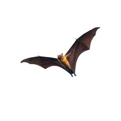 Bat flying on white background 