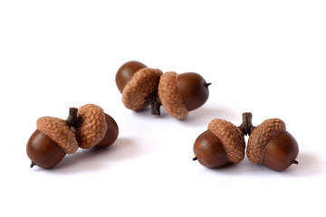 Acorns on a white background