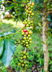Fototapeta na wymiar Coffee beans arabica ripe on a tree in north thailand asia