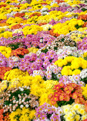 Beautiful garden variety flower colors