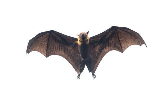 Bat flying on white background 