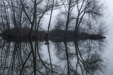 Reflection of trees from the water