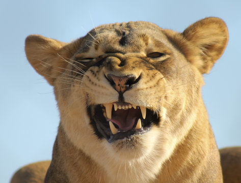 A Portrait of an African Lion Female Snarling