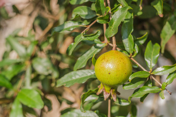 Pomegranate on tree branch, selective focus