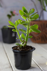 The succulent plant Crassula ovata known as Jade Plant or Money Plant in black pot.