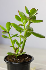 The succulent plant Crassula ovata known as Jade Plant or Money Plant in black pot.