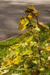 Small tree in autumn morning
