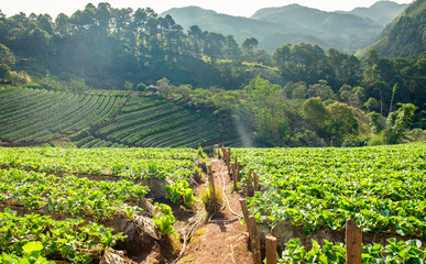 Strawberry platation mountain stairs beautiful landscape