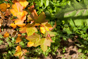 Autumn leaves on autumn tree.