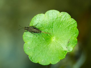 Cricket on The Green Leaf