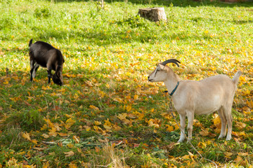 White and brown goat at the village on autumn grass. Ranch or farm.