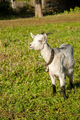 Obraz na płótnie Canvas Young white goat at village farm or ranch
