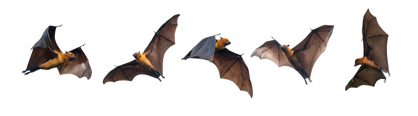 Bats flying on white background - obrazy, fototapety, plakaty