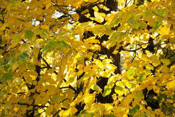 Autumn leaves on autumn tree.