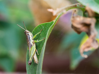 Grasshopper on The Green Leaf