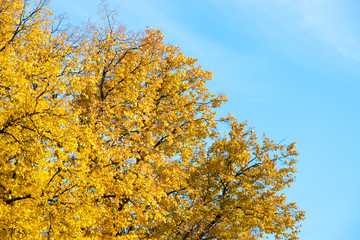 Autumn leaves with the blue sky background