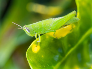 Green Grasshopper Perched on green Leaf