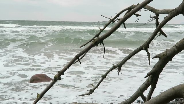 Beach landscape of Cape Arkona at Baltic sea coast. Chalk Cliff and blackthorn bushes. (Mecklenburg-Vorpommern, Germany)