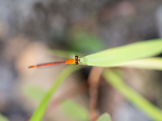 Orange Dragonfly on Green Leaf