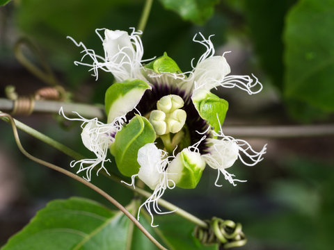 The Pollen Passion Flower Fruit