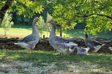 Farmed geese