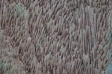 Wood natural surface background.