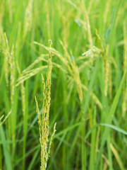 Fototapeta na wymiar The Ears of Rice Field
