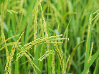 The Ears of Rice Field