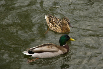 Couple of ducks swimming in the pond
