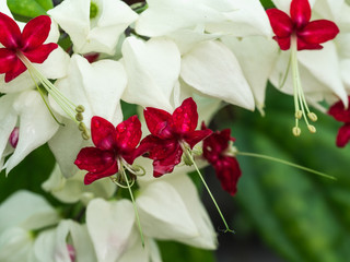 Rain Drop on White bleeding Heart Flowers