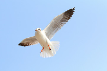 Seagulls fly in the sky at Bang Pu,Thailand.
