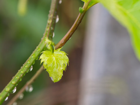 New leaf of Passion Fruit