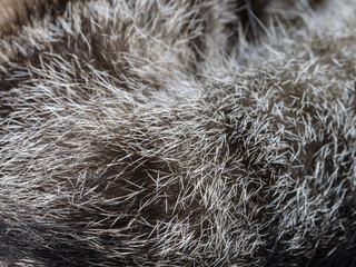 The Hair of Tabby Cat